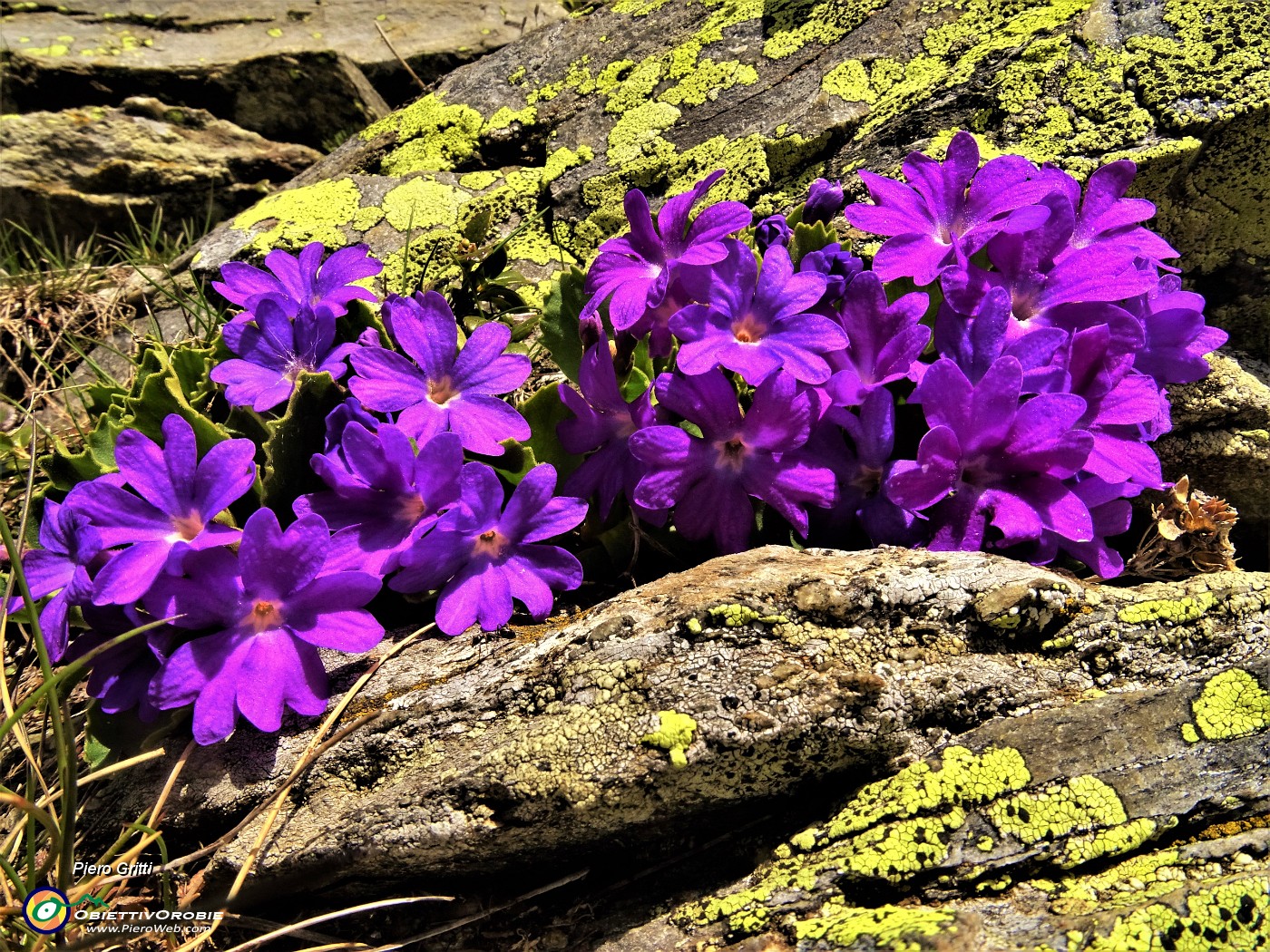 36 Primula irsuta (Primula hirsuta).JPG